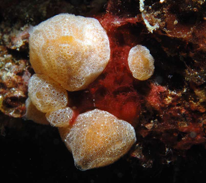 Aplidium tabarquensis (Ramos-Espla, 1991)